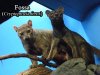 Fossa - Cincinnati Zoo, Cincinnati, Ohio.jpg