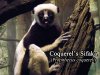 Coquerel's Sifaka - Cincinnati Zoo, Cincinnati, Ohio.jpg