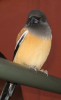 bird.png
