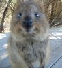 Quokka.jpg