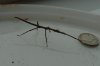 Wild Stick Insect.JPG