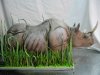 rhinocake.jpg