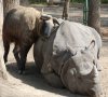 Indian Rhino & Takin.jpg