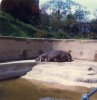 Hippopotamus.jpg