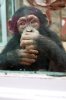 Chimp.jpg