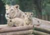 Summer 2012 zoo tour 716.JPG