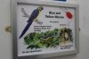Blue-and-yellow macaw sign.JPG