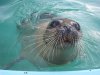 seals 019.JPG