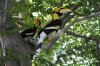 whoa wild hornbills!!.jpg