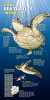 How Sea Turtles Work copy.jpg