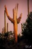 saguaro 39-37.jpg