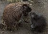 bx zoo porcupine.jpg