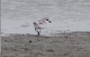 Kentish plover.JPG