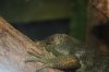 Bronx Zoo 2012 192.JPG