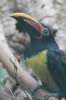 Green Aracari Avifauna.JPG