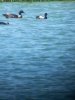 tufted_duck.jpg