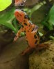 sword-tailed newt - Cynops ensicauda.jpg