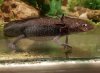 20190310_134227 axolotl - Ambystoma mexicanum.jpg