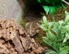 20190310_133750 natterjack toad - Epidaiea calamita.jpg