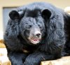 ASIATIC BLACK BEAR (49).JPG
