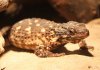 IMG_2297 pregnant warrens girdled lizard.jpg