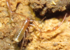 new pseudoscorpion.png