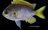 chromis tingting.png