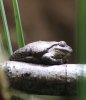 IMG_3524 european treefrog - hyla arborea.jpg