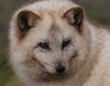 arcticfoxface.jpg