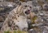 snowleopard.jpg
