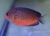 IMG_4591 rusty angelfish - centropyge ferrugata.jpg