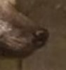 nose of raccoon dog.JPG