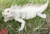 iguana iguana insularis.png