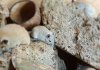 20190525_135304 young egyptian spiny mouse.jpg