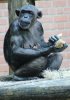 IMG_5105 chimpanzee with baby.jpg