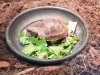 20190610_154501 baby yellow-headed tortoise.jpg