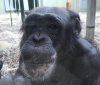 chimp.jpg