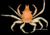 tunepugetia corbariae.png
