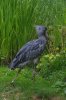 Shoebill Walsrode.jpg