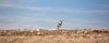 pronghorn 9866.jpg