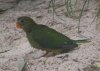 Orange bellied parrot first fledgling at Moonlit Sanctuary.jpg