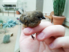 red-billed firefinch fledgling.png