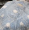 Angonoka Tortoise.JPG