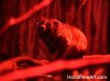 pygmy loris 9915.JPG