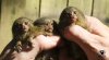 triplet pygmy marmosets.jpg