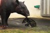 Tapir-Jungtier.jpg