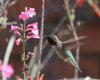 1 hummingbird at flower.jpg