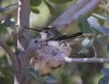 Hummingbird nest.jpg