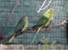 OBP Fledglings Moonlit Sanctuary.jpg