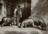 Zwergflußpferde und ein junges Flußpferd im Zoo London. Zooführer 1935..jpg